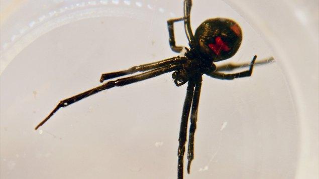 Black widow spider