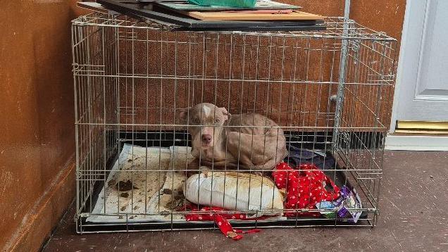 Nova the dog in a metal crate surrounded by faeces and dirty bedding