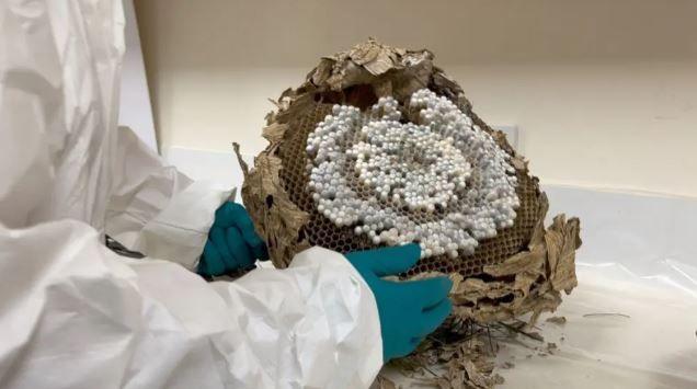 An Asian hornet nest, which is tan brown in colour, sits on a workbench. It is made of a papery material, with a layered, swirling pattern. It has been cut in half and there are several white spots. 