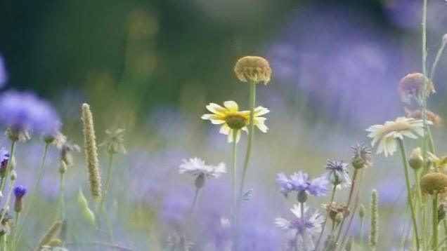 A flower garden in Midhurst, West Sussex. There are a mixture of purple and yellow flowers in the picture. 