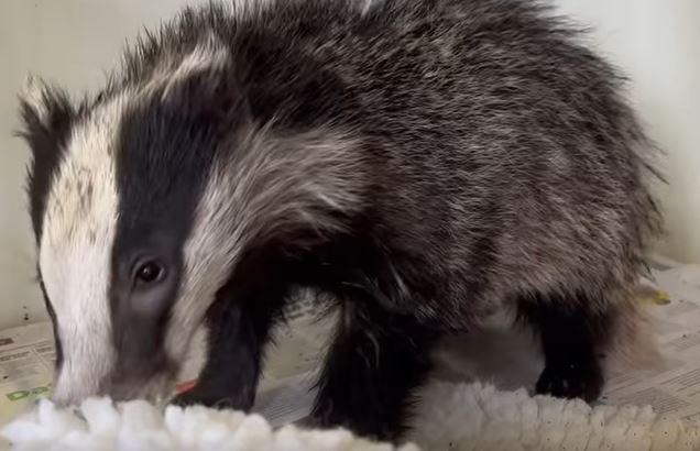 Rescued badger with black and white colouring on a white fluffy mat