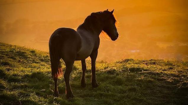 A horse standing on a hill 