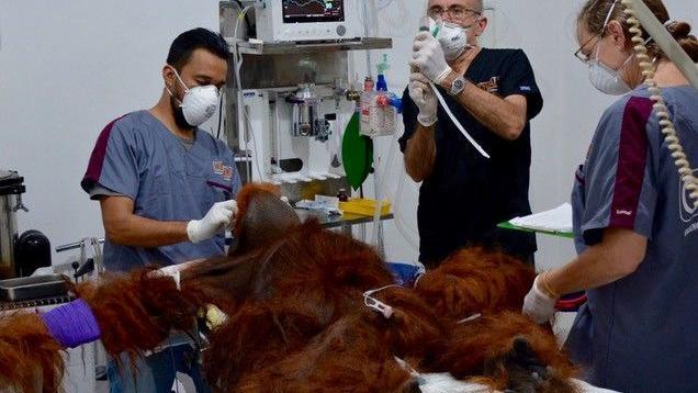 A very large, orange-furred orangutan is lying on a hospital bed and there are three vets standing around it. One man is tending the orangutan's head, another man is tending to its drip and a woman is holding a clipboard. They all wear medical masks and there are monitors and medical equipment around the room. 