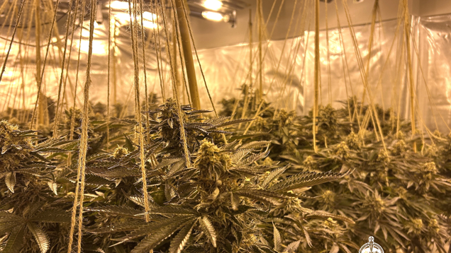 Cannabis plants growing in a room. There are yellow lights shining down on the plants. 