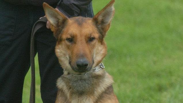 Police dog Zac