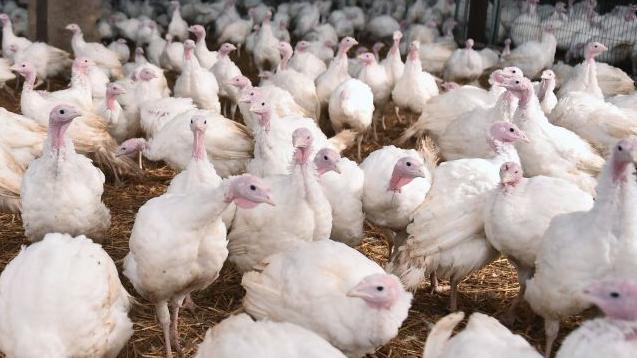 A crowd of turkeys with white feathers running free inside a barn with straw strewn all over the floor.