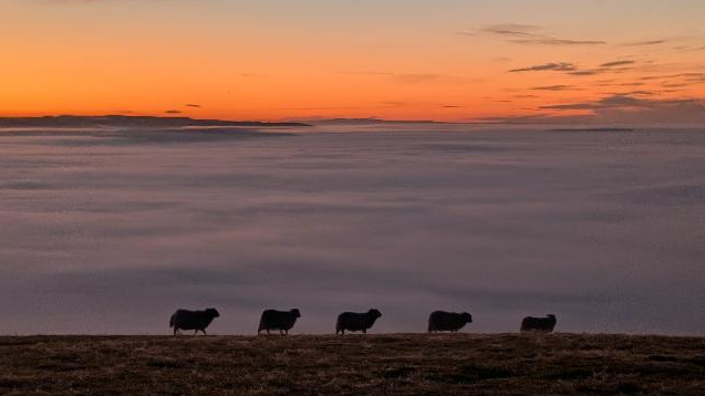 Cloud can be seen stretching across the horizon with four sheep walking from left to right in the foreground. The sun is setting in the distance, turning the sky  orange and red.