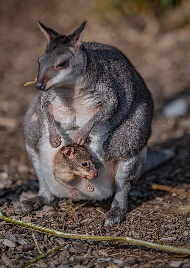 A baby dusky pademelon has popped out of mum’s pouch for the very first time