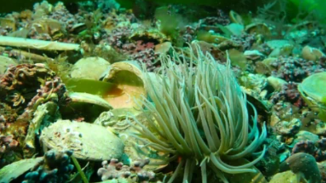 A number of seabed creatures and items on a seabed with a fronded creature in the foreground.