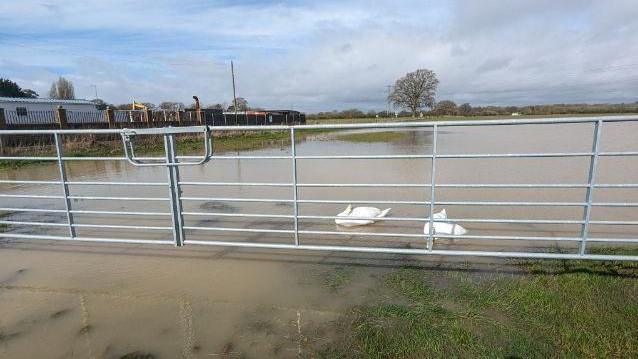 Swans in a flooded field