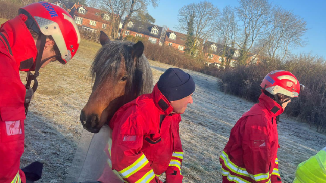 A brown pony nuzzling a firefighter in a red uniform.