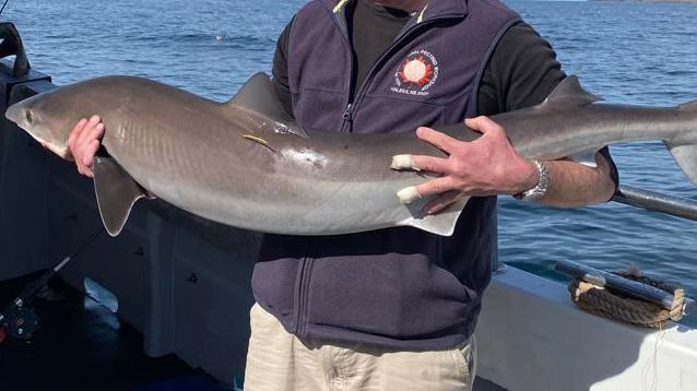 Tagged shark off the Isle of Man coast