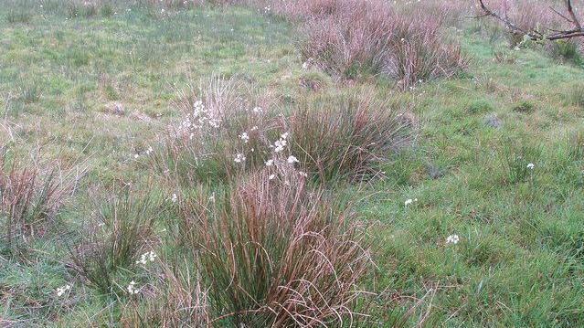Grass on which clumps of taller grass with some small white flowers are growing, which are green and brown in colour.