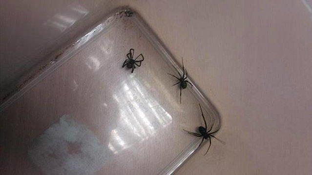 Black widow spiders found at Fendercare Marine in Seething, Norfolk
