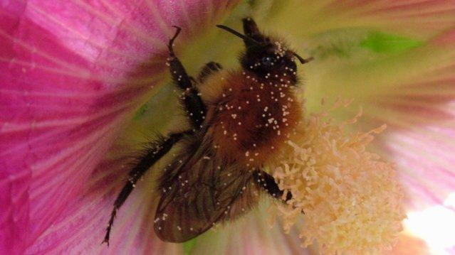 Insect pollination has been valued at around £690M per year for UK crop production