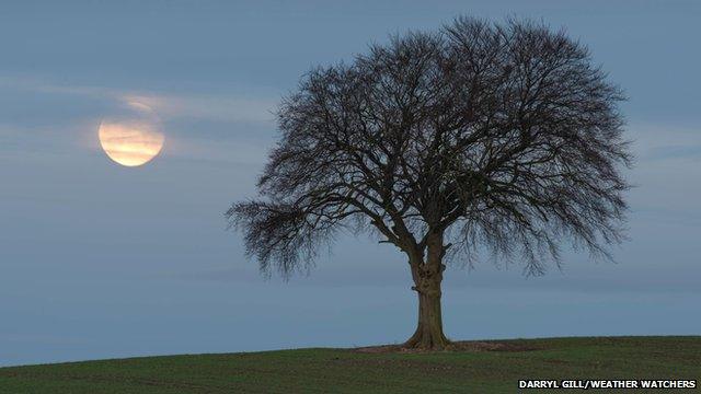 Moon by a tree