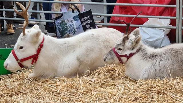 Two white cows with red muzzles lying down on hay