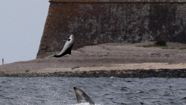 Dolphin attacking a porpoise