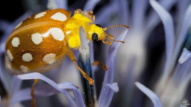 orange ladybird