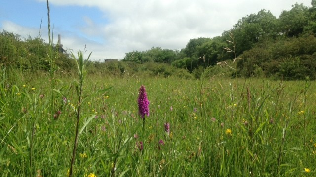 A pink orchid grows in a wildflower meadow of other small yellow flowers and grass, with a row of trees in the background 