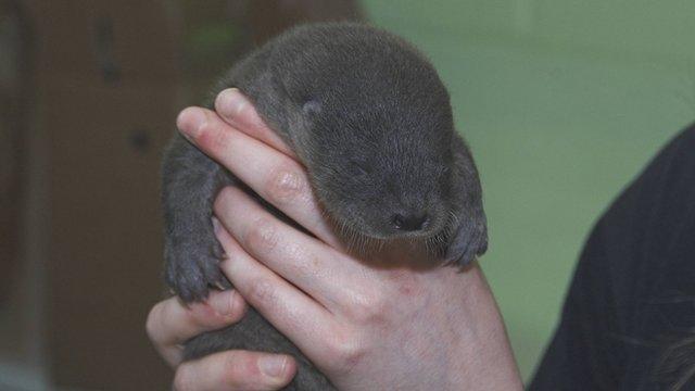 Ripple the otter cub