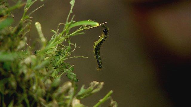 A box tree caterpillar