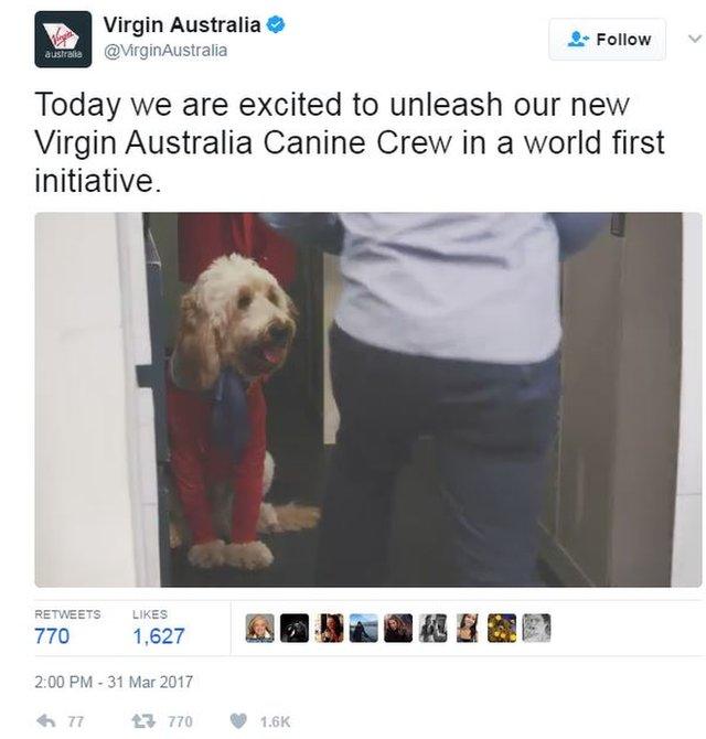 Virgin Australia told the world about their new doggy cabin crew on April Fool's Day