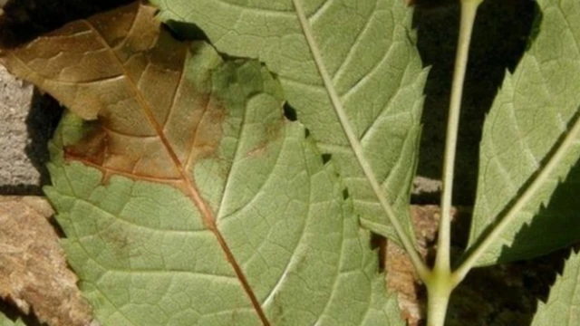 Leaf showing signs of ash dieback