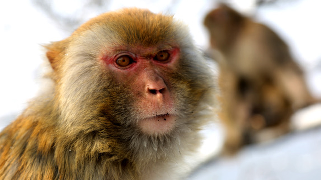 Macaque monkeys in wild