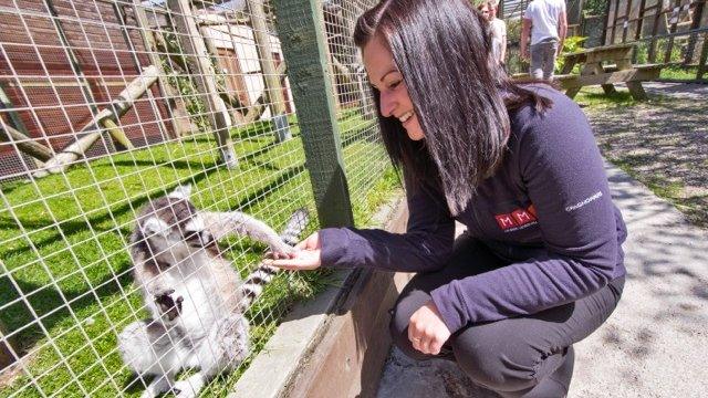 Lemur and zoo keeper