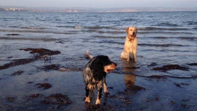 Dogs on Weymouth beach