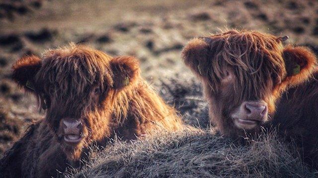 Highland cattle