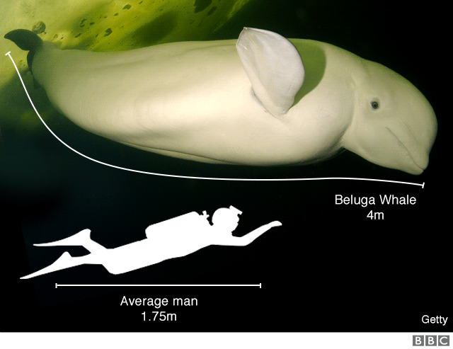 Infographic comparing size of man to beluga whale