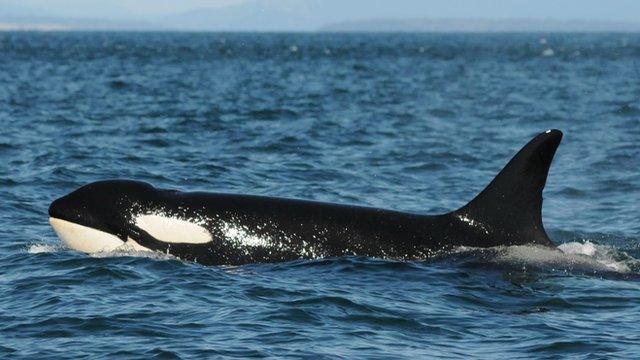 Granny, the oldest known killer whale (c) Center for Whale Research