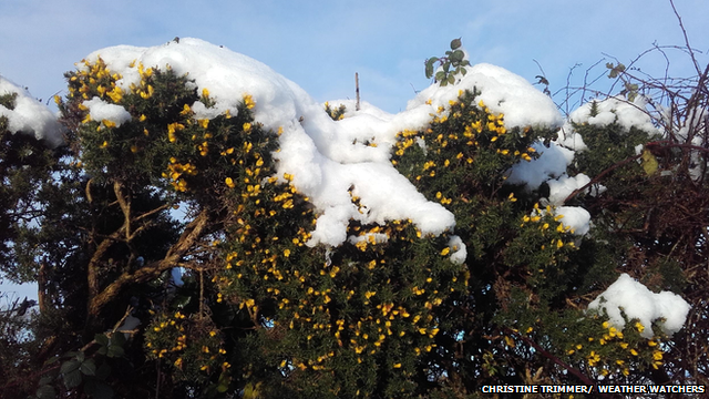 Snow covered hedges