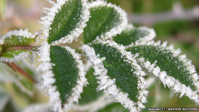 Frost covered leaves.