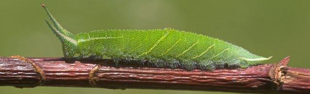 Purple Emperor caterpillar