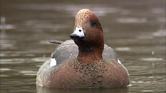 Widgeon