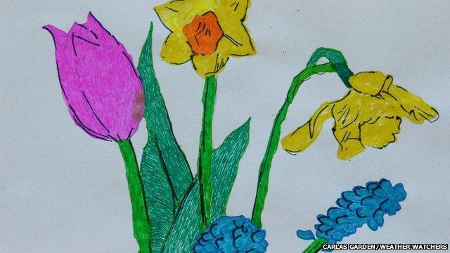 A drawing of daffodils and tulips