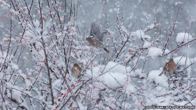 Birds fly over snow covered branches