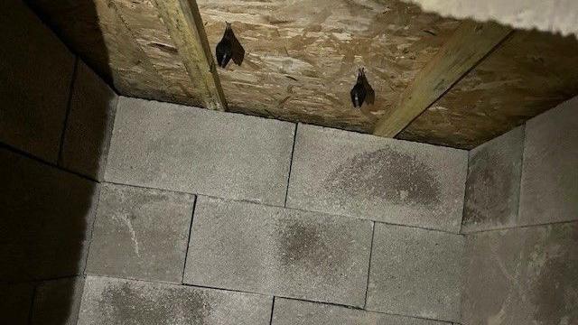 Two black lesser horseshoe bats hanging on the wall next to each other inside a barn