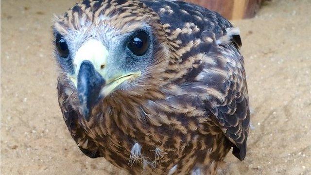 Yellow-billed kite chick, Beaky