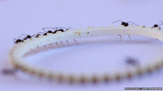 ants moving a plastic wheel