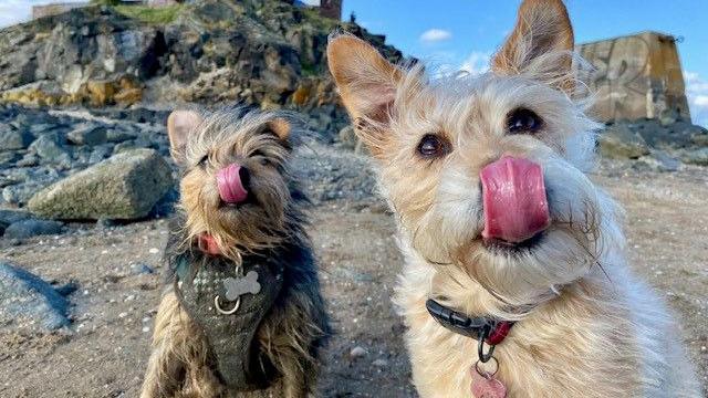 Two dogs are sitting on a rocky beach. The dog on the left is a small, light brown and black terrier type dog with a slightly shaggy coat.  Its tongue is reaching up to its nose. It is wearing a harness with a small bone-shaped metal piece on the front. The dog on the right is a light tan or cream-colored dog with a similar shaggy coat. Its ears are perked up.  Its tongue is also reaching up to its nose.