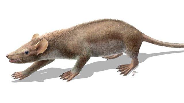 Spinolestes xenarthrosus