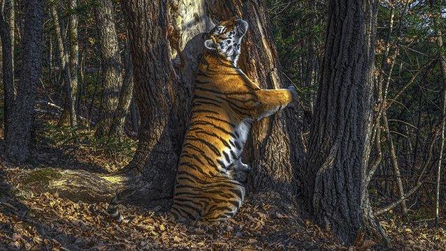 The embrace by Sergey Gorshkov, Russia