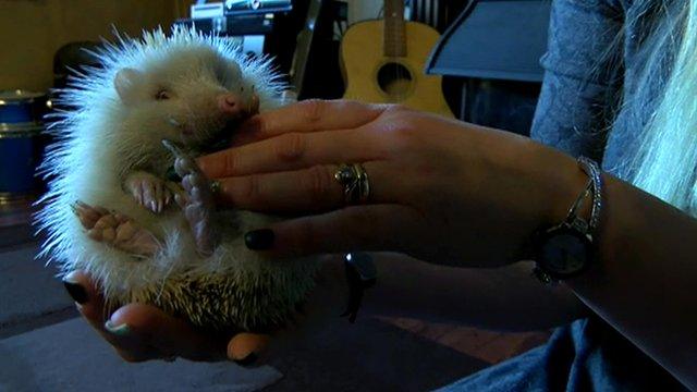 Albino hedgehog