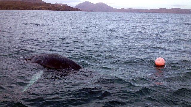 Humpback whale tangled in a lobster pots buoy and rope