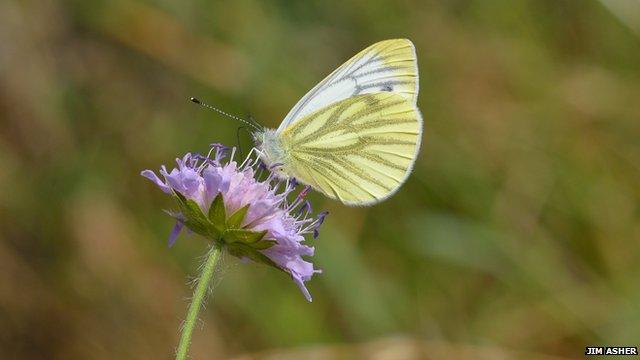 Green veined white butterfly