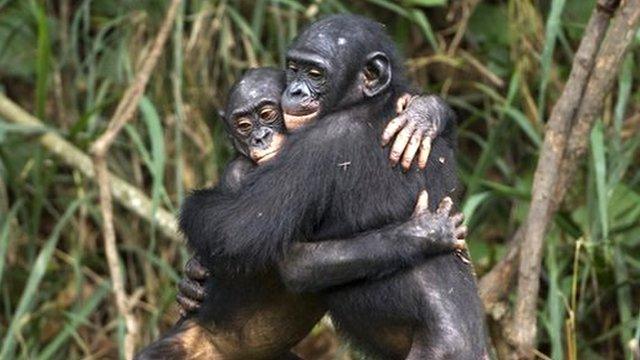 to bonobos hug